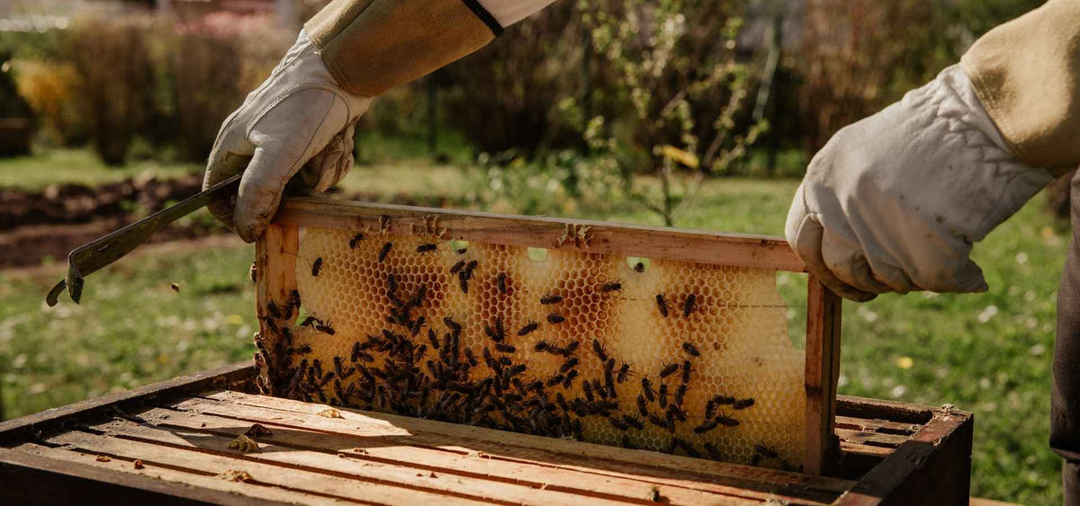 Honey Collection