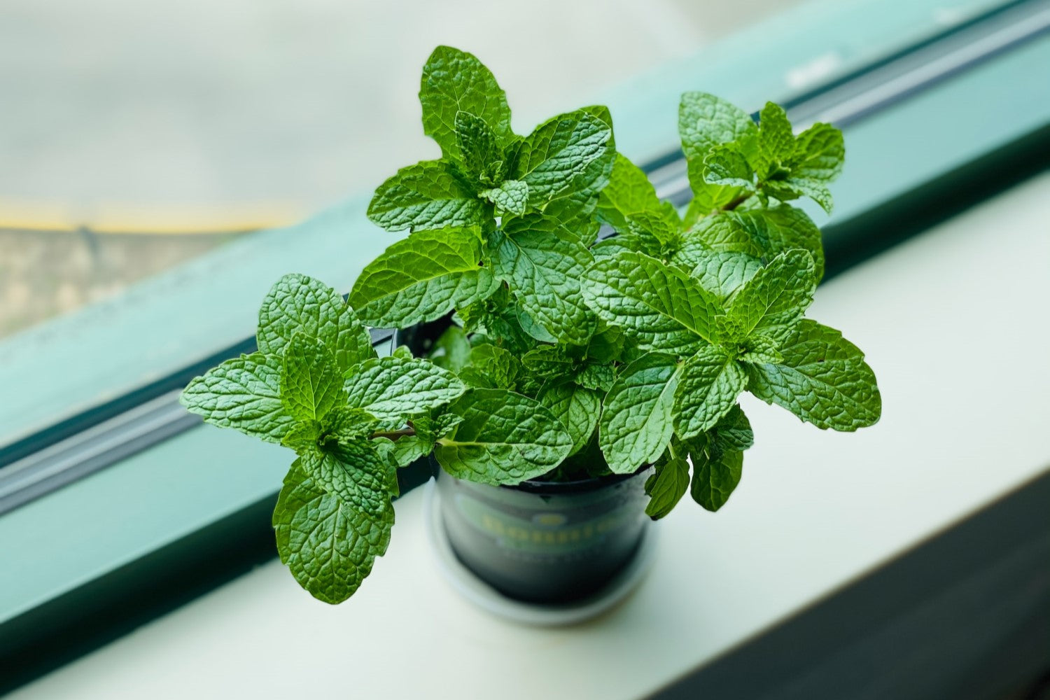 4 Great Herbs Anyone Can Grow in Their Home This Winter