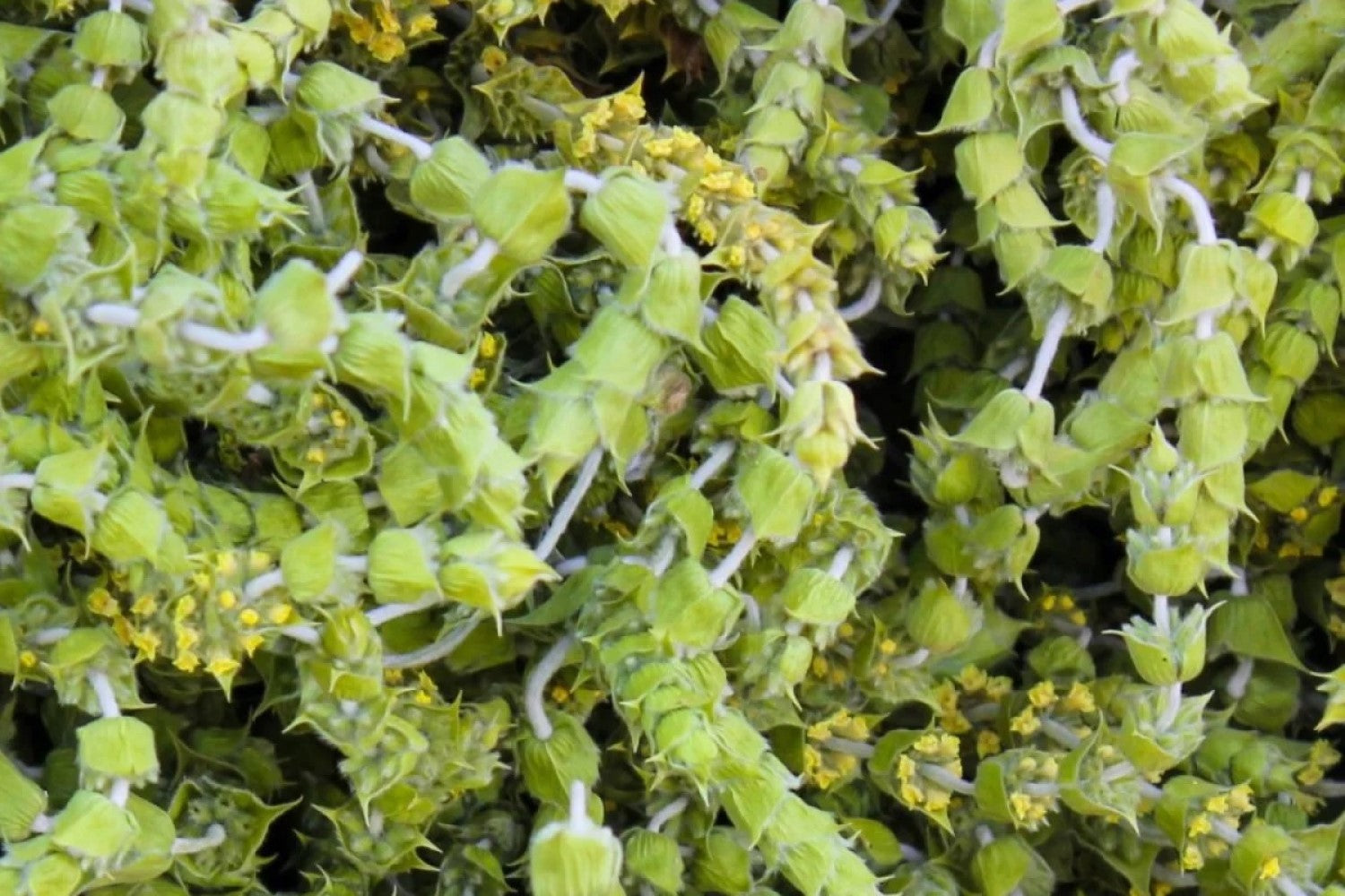 Mount Tea Mountain Tea Explained: The 5 Health Benefits That It Offers
