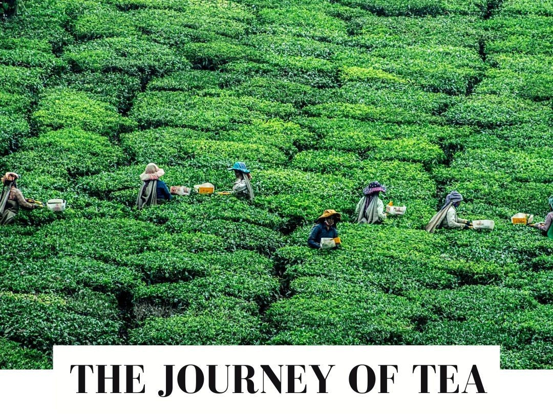 people harvesting tea on a tea field during the day