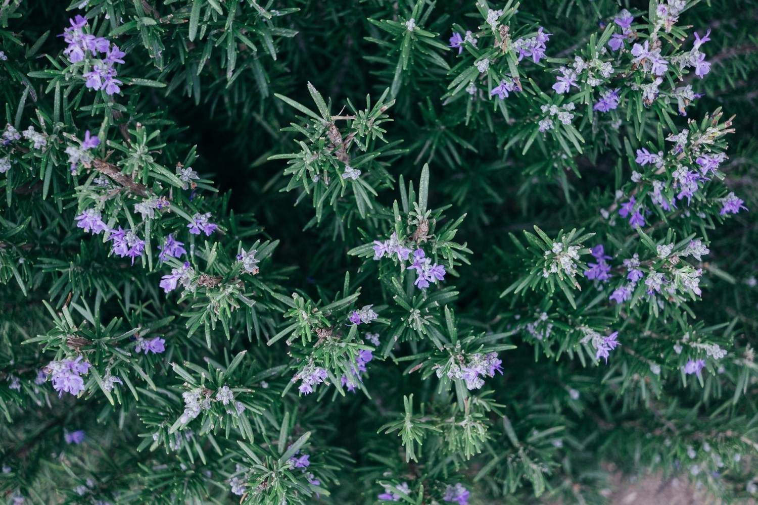 6 Uses and Benefits of Rosemary Tea